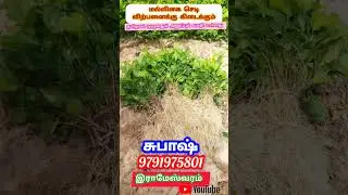 #மல்லிகை செடி #former #trendingshorts #trend #subscribe #jasmine #malligai #youtuber#motivation#vika