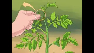 Como podar o seu p&eacute; de Tomate corretamente