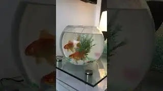 10L Fishbowl kit with 2 goldfishes and oxygen pump