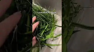 Mealy Bug Treatment  #plantcare #houseplants #hoyas