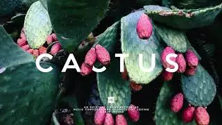 Afrobeat x Dancehall Type Beat 