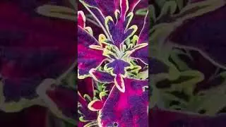 Nature&rsquo;s most colorful canvas: Coleus