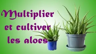 Culture d'aloe vera et multiplication à partir de rejets