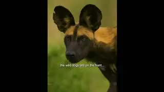 Nature&rsquo;s Power Struggle: From Hyenas to Lions to Wild Dogs #hyenas #animallife  #lion #wildlife