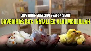 Love birds Box Installed Alhumdulillah | AA Birds Information