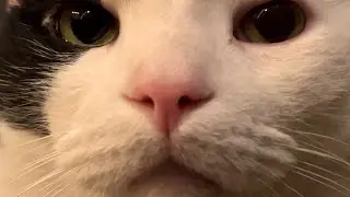 Cat gets emotional listening to classical music