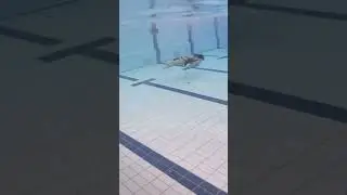 Why Swim? Be a Dolphin NOW!