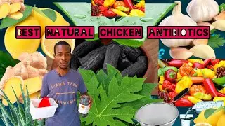 DORE UBURYO WAKORAMO IMITI IVURA INKOKO 🐔🐔MURI FARM  WIFASHISHIJE🌿🌿 IBIMERA , @AGRI MIKETV.