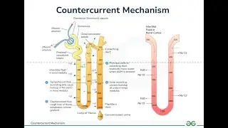 Countercurrent Exchanger & Micturition Reflex