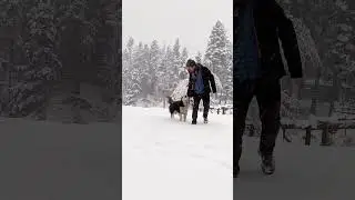 fairy meadows|Nangaparbat|Huskys favorite weather. .  #shorts #viral #snowfall #nature #pakistan