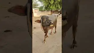 Buffalo Making Deep Sounds 🐃🔊 | Real Voice of Nature#BuffaloSound, #AnimalVoice, #RuralIndia