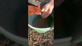 Wonder if it works on kids too? #chicken #funny #offgrid
