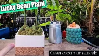 Lucky Bean Plant Care & Repot || castanospermum australe