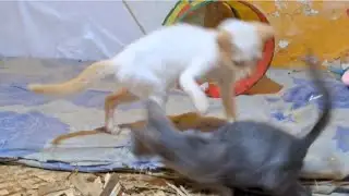 Милые и очаровательные котята || играющие котята || забавные видео с котами