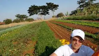 Colhendo Cenoura! #cenoura #horta 