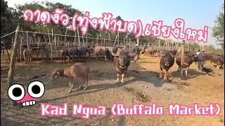 กาดงัว (ทุ่งฟ้าบด) เชียงใหม่ Kad Ngua (San Pa Tong Buffalo Market) Chiangmai