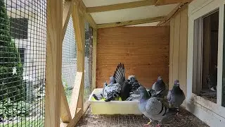 Training my little 2023 team (Entrenando los pichones q me quedan) #pigeon #pigeonracing