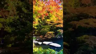 Fall Foliage in University of Tokyo #shorts #autumninjapan  #tokyotravelguide
