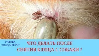 27.04.18 Клещ на собаке. Пироплазмоз и Анаплазмоз