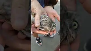 Сыч КУЗЯ 🦉🦉🦉 с ним будет все хорошо 👍👍👍