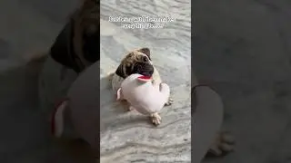 Tail-End Therapy #love #pug #viral #shorts