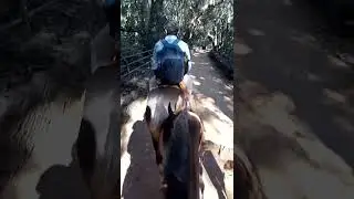 Matheran Hill Horse Riding