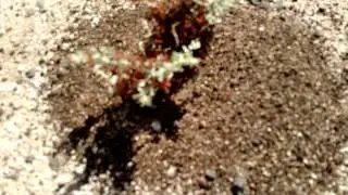 Army Ants Attacks Small Bush By The Hundreds!!