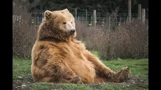 ARCTIC CHONK - CONKA CHONKA