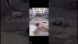 Hoy hacemo pollito asado 👀👀#humor
