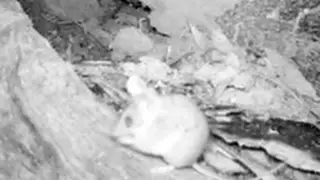 Stripe faced dunnart