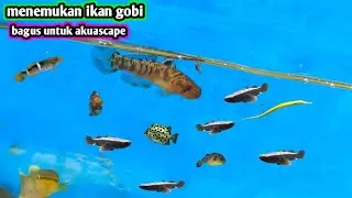 menemukan ikan gobi bagus untuk AKUASCAPE 