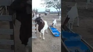 CABRITAS BOER &Agrave; VENDA O ZAP &Eacute; 8399 9888681