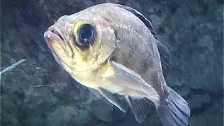ウスメバル　Goldeye rockfish　Sebastes thompsoni