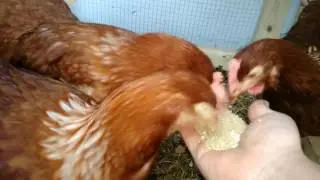 Poules pondeuses isa brunes