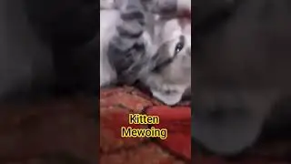 Kitten Mewoing to attract Cats/Cat Sound /#shorts #funny #kitten #cats