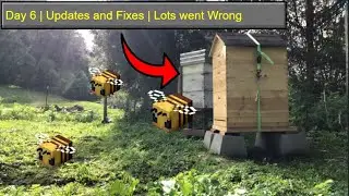Day 6 | Hive Inspection and Identifying Problems