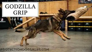 Confidence Course/Social Stimulus Early Puppy Development W/