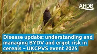 Disease update: understanding and managing BYDV and ergot risk in cereals &ndash; UKCPVS event 2025