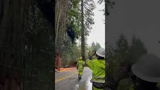 GIANT Redwood Tree FALLING ASMR