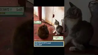 Intense Pokemon battle in real life! #pokemon #funnycats #funnydogs #pokemonbattle #irlpokemon