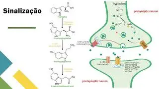 Receptor de serotonina HT2B (depress&atilde;o e enxaqueca)