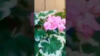 Rose variety 'Geranium' 🌹🌸🌿 #garden #flowers #geranium #nature #plants#gardening #support