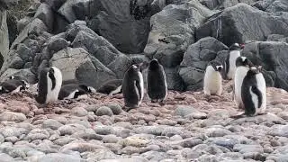 Gentoo Penguin breeding colony; Antarctica; 10 Dec 25
