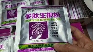 THUỐC KÍCH RỄ TÍM POLY PEPTIDE ROOTING POWER, KÍCH RỄ NHANH PHÒNG NẤM THỐI ĐẦU RỄ CHO CÂY #kíchrễtím