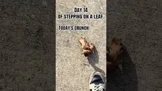 Day 14 of stepping on a leaf! Big crunches today! 8.4/10 #shorts