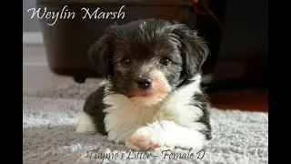 Havanese puppies born April 22, 2025