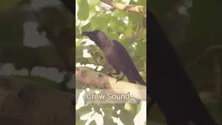 Crow Sound #shorts