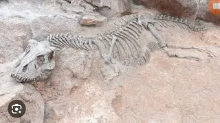 dinosous fossils