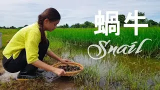 Snail, River snails cooking - find and cooking snail ｜Yang In