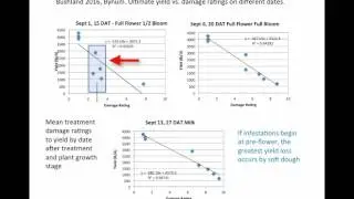 Rate of damage done by uncontrolled sugarcane aphid populations (4:05)